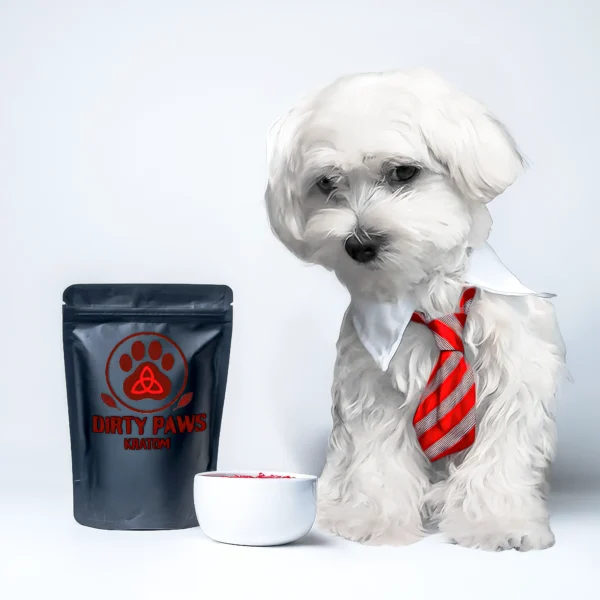 A white Maltese dog wearing a red striped tie posing with a black Dirty Paws Kratom bag of Red Bali.