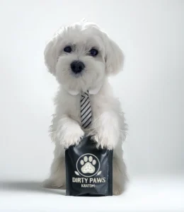 White Maltese dog wearing a striped tie standing with a black Dirty Paws Kratom bag of white maeng da featuring logo.