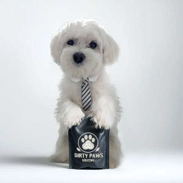 White Maltese dog wearing a striped tie standing with a black Dirty Paws Kratom bag of white maeng da featuring logo.