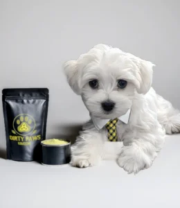 A white Maltese puppy in a yellow plaid tie lying next to a black Dirty Paws Kratom bag of Yellow Horn with a yellow paw print logo and a tin of yellow kratom powder.