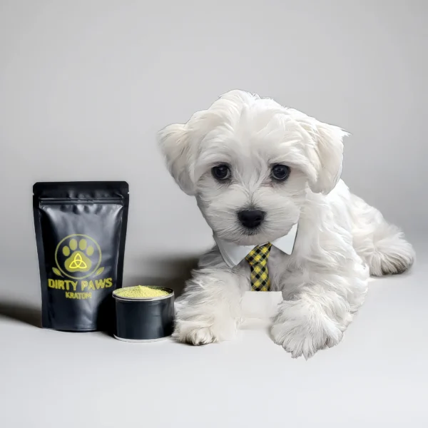 A white Maltese puppy in a yellow plaid tie lying next to a black Dirty Paws Kratom bag of Yellow Horn with a yellow paw print logo and a tin of yellow kratom powder.
