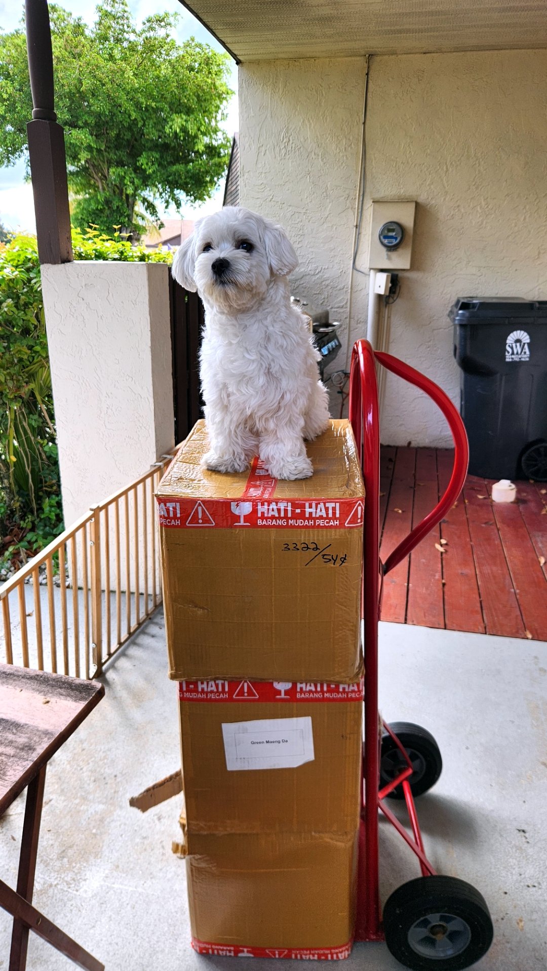 nicky the white maltese dog standing proudly on stacked Dirty Paws Kratom boxes of premium kratom powder.
